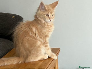 Maine Coon cats - Advert 23