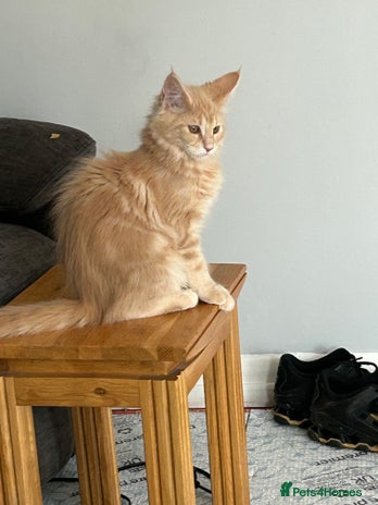 Maine Coon cats - Advert 10