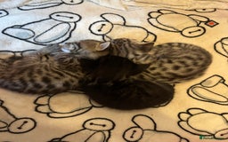 Bengal cats for sale: Beautiful Bengal kittens  - Image 2