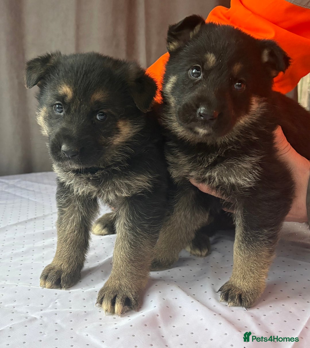 German Shepherd dogs for sale: German shepherd puppies - Advert 5
