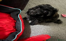 Shihpoo dogs for sale: Waffle - Image 3