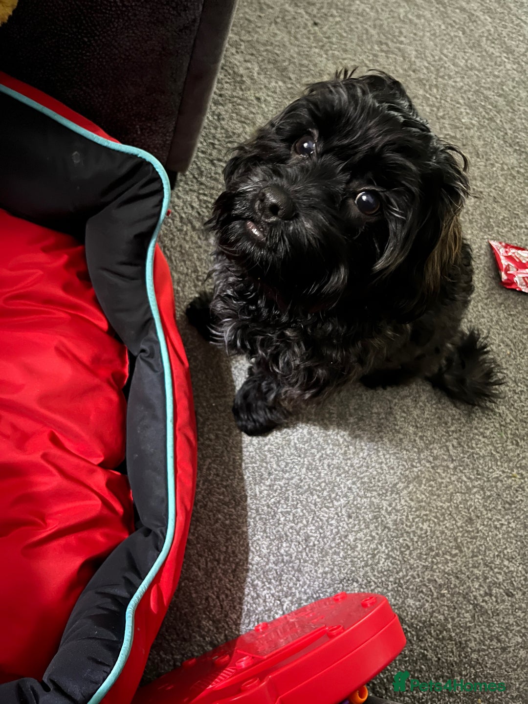 Shihpoo dogs for sale: Waffle - Image 3