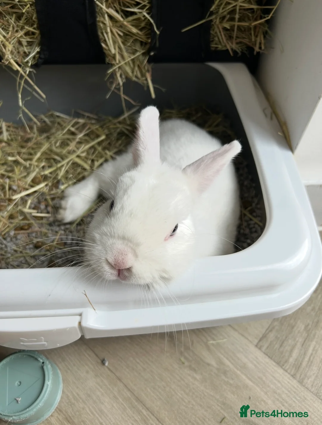 Mini Lop rabbits for sale: Female Mini Lop & male Netherland Dwarf - Advert 4