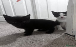 Mixed Breed cats for sale: 2 lovely half bengal girls ready now! - Image 14