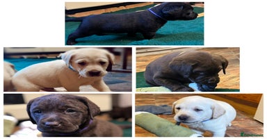 Labrador Retriever dogs Health Tested KC Labrador Pups for Sale  - Advert 10