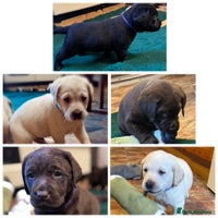 Labrador Retriever dogs Health Tested KC Labrador Pups for Sale - Advert 10