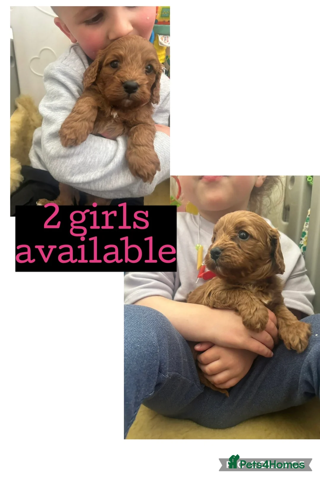Cavapoo dogs for sale: Specialist heart + eye tested parents  - Advert 2