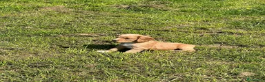 Cocker Spaniel Puppy 2