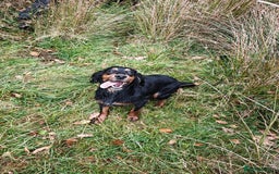 Cocker Spaniel dogs for sale: Brooke seeking Pet Home ONLY - Image 1