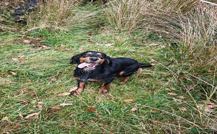 Cocker Spaniel dogs - Advert 3