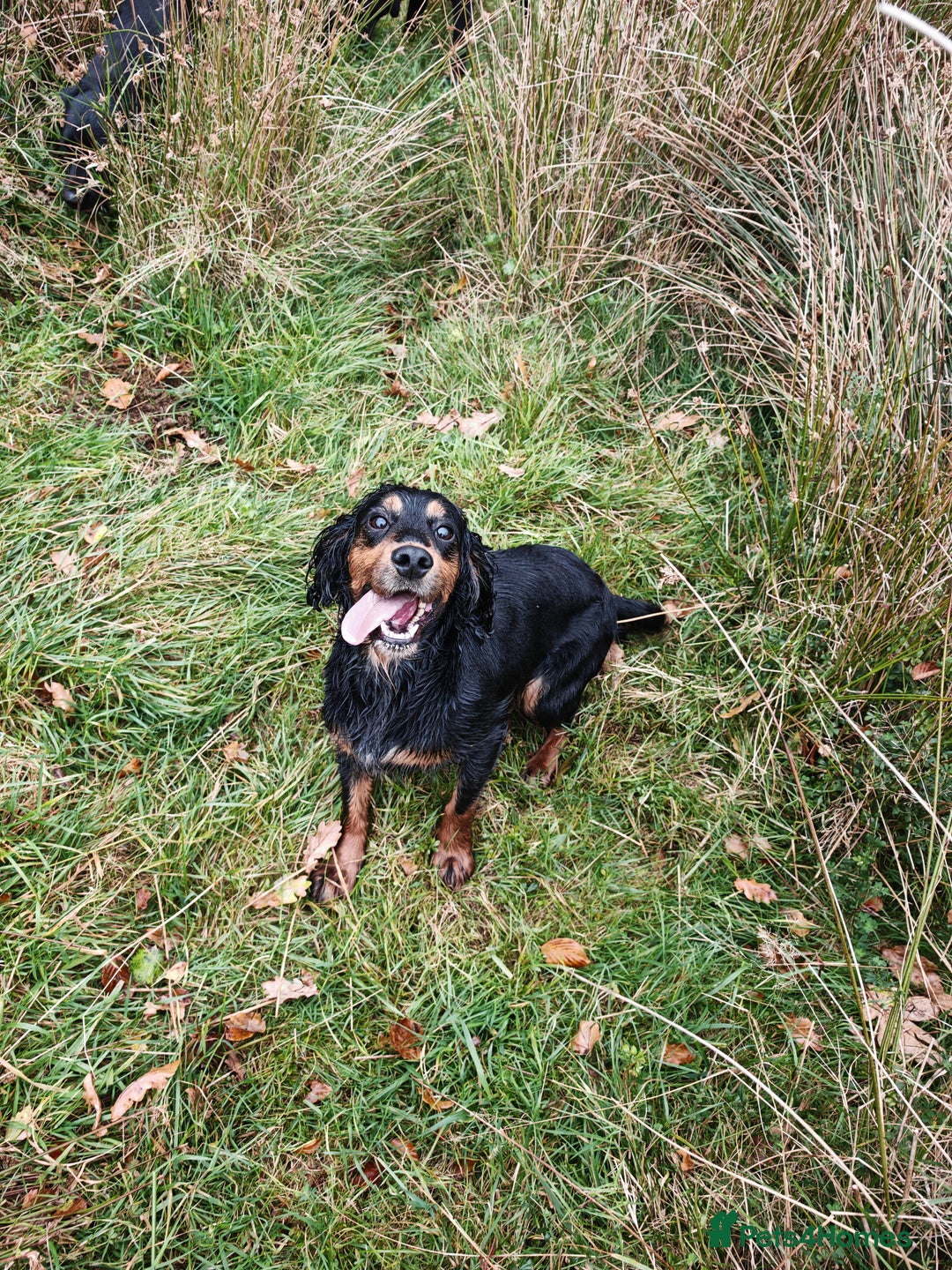 Cocker Spaniel dogs for sale: Brooke seeking Pet Home ONLY - Image 1
