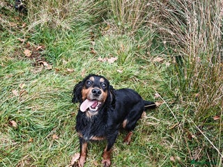 Cocker Spaniel dogs - Advert 19