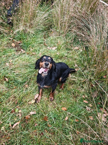 Cocker Spaniel dogs - Advert 14