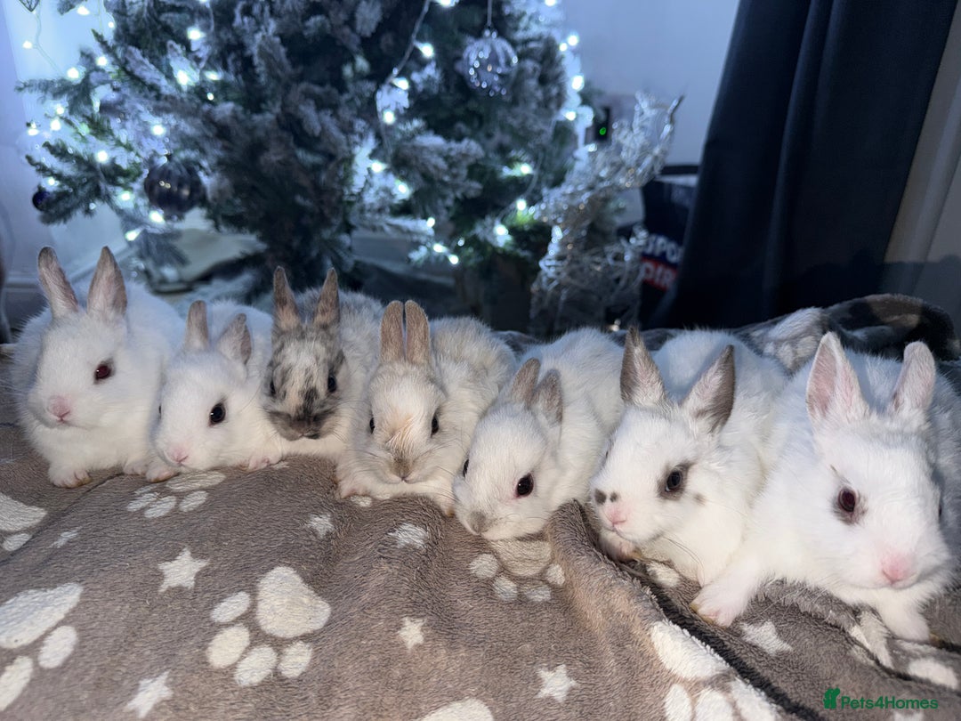 Netherland Dwarf rabbits for sale: 7 netherland dwarf baby bunnies  - Advert 2