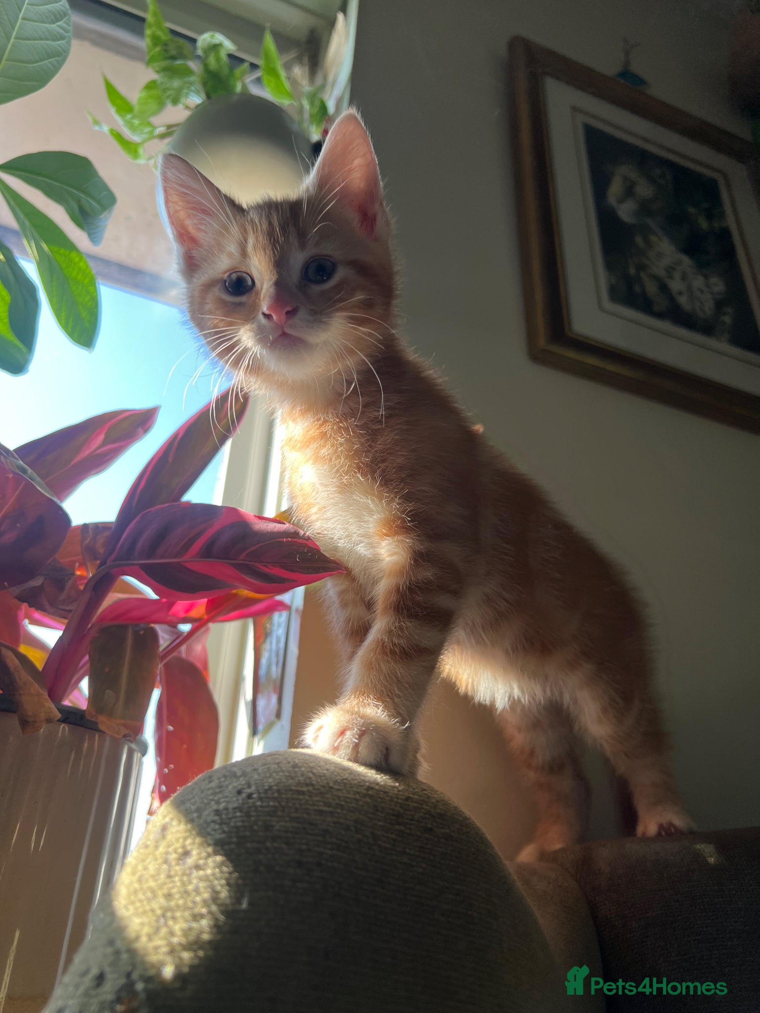 Domestic Shorthair cats 1 Ginger Male Kitten!  - Advert 2