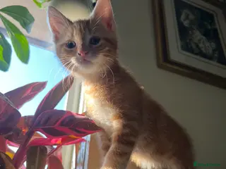 Domestic Shorthair cats 1 Ginger Male Kitten! - Advert 2