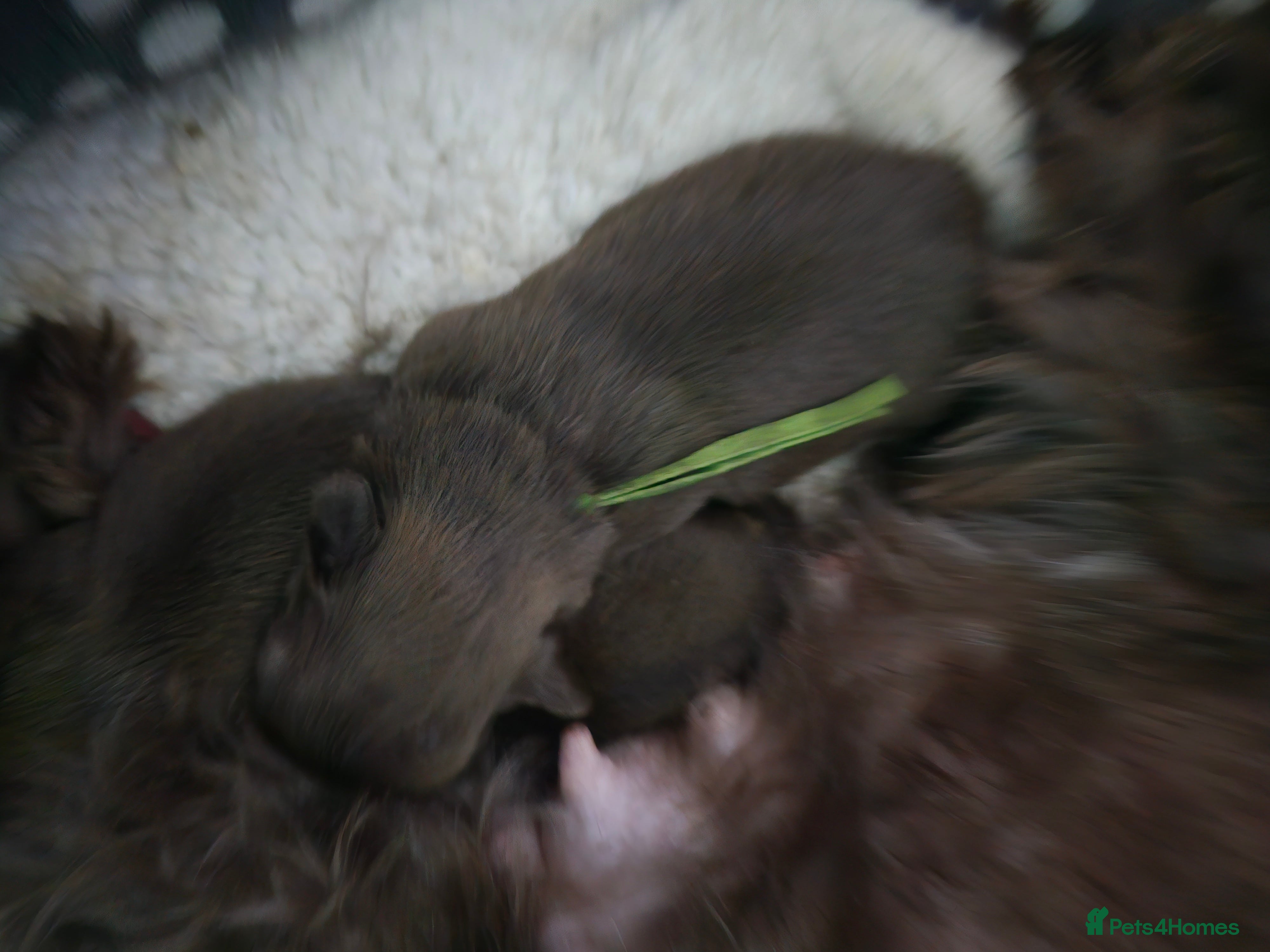 Shih Tzu dogs Pedigree Chocolate and orange dobie Shih Tzu - Advert 12