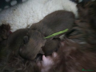 Shih Tzu dogs Pedigree Chocolate and orange dobie Shih Tzu - Advert 12