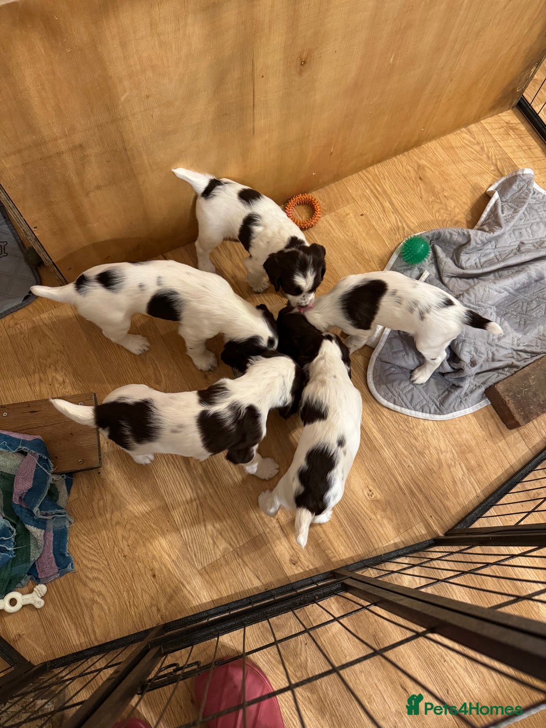English Springer Spaniel dogs for sale: KC registered English Springer Spaniels  - Image 12