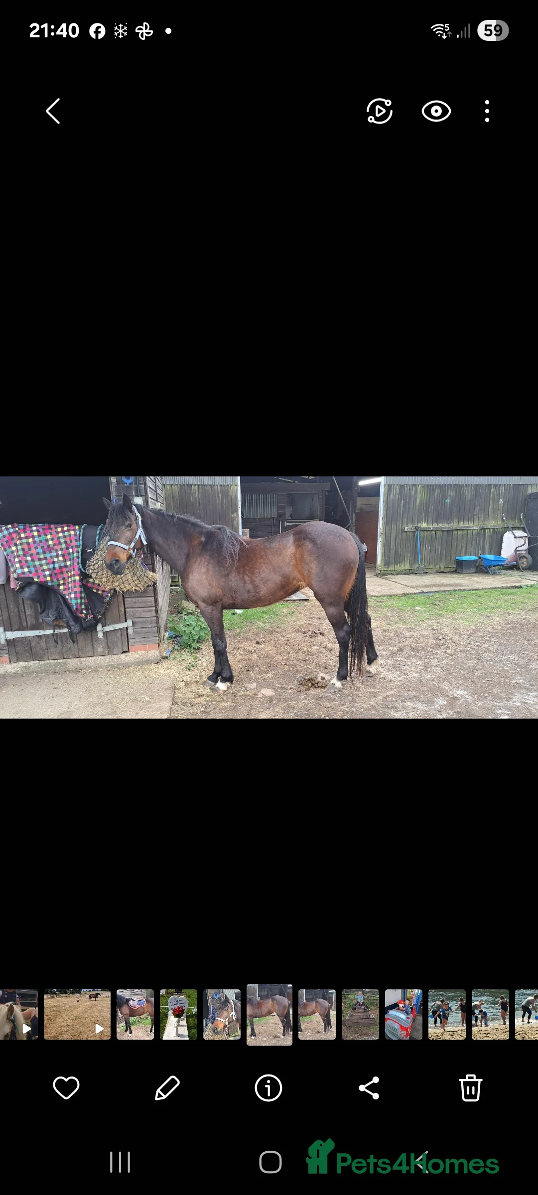 English Thoroughbred horses for sale: Bay mare 15h - Advert 3