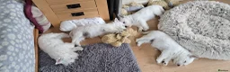 West Highland Terrier dogs for sale: West highland white terrier  - Advert 5