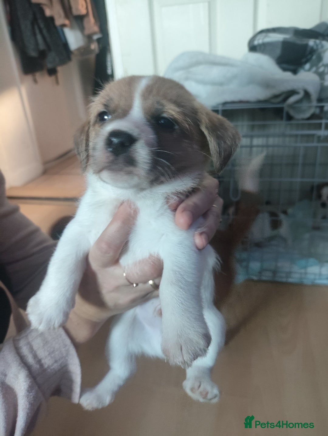 Mixed Breed dogs for sale: Male Jack Russell  - Advert 2