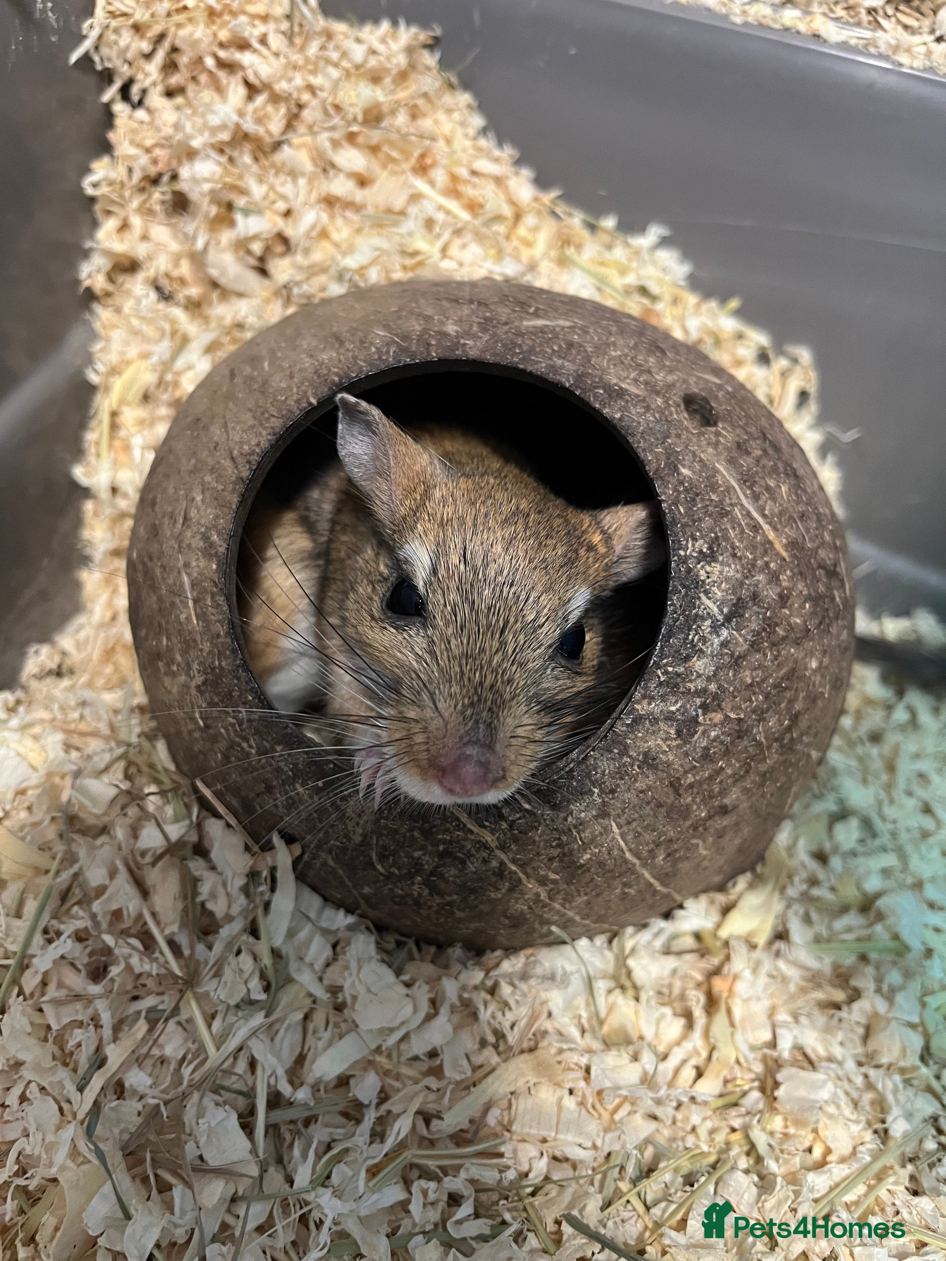 Gerbil rodents Persian Jirds for sale - Advert 6