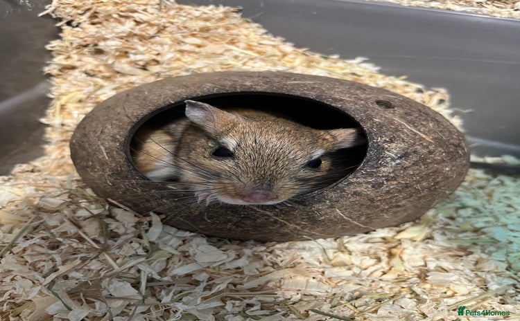 Gerbil rodents - Advert 1