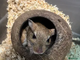 Gerbil rodents Persian Jirds for sale - Advert 10