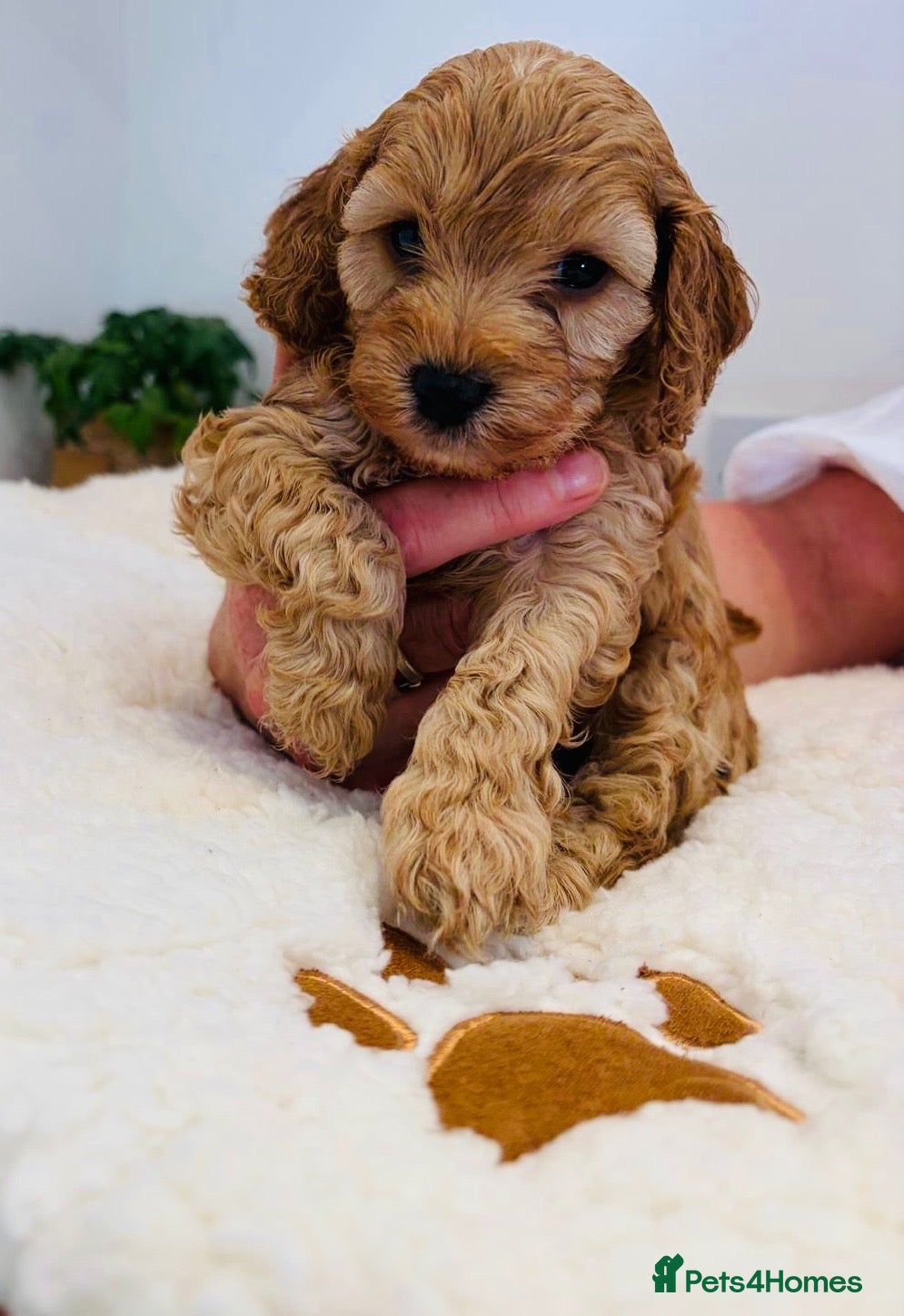 Cockapoo dogs Beautiful F1B Cockapoo Puppies- Home Raised  - Advert 18