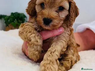 Cockapoo dogs Beautiful F1B Cockapoo Puppies- Home Raised - Advert 18
