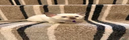 Siamese cats for sale: READY NOW 🐱 - Advert 11