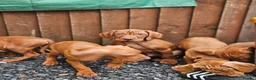 Hungarian Vizsla dogs for sale: 🏆🇭🇺 KC Registered fully trained HungarianVizsla - Advert 38