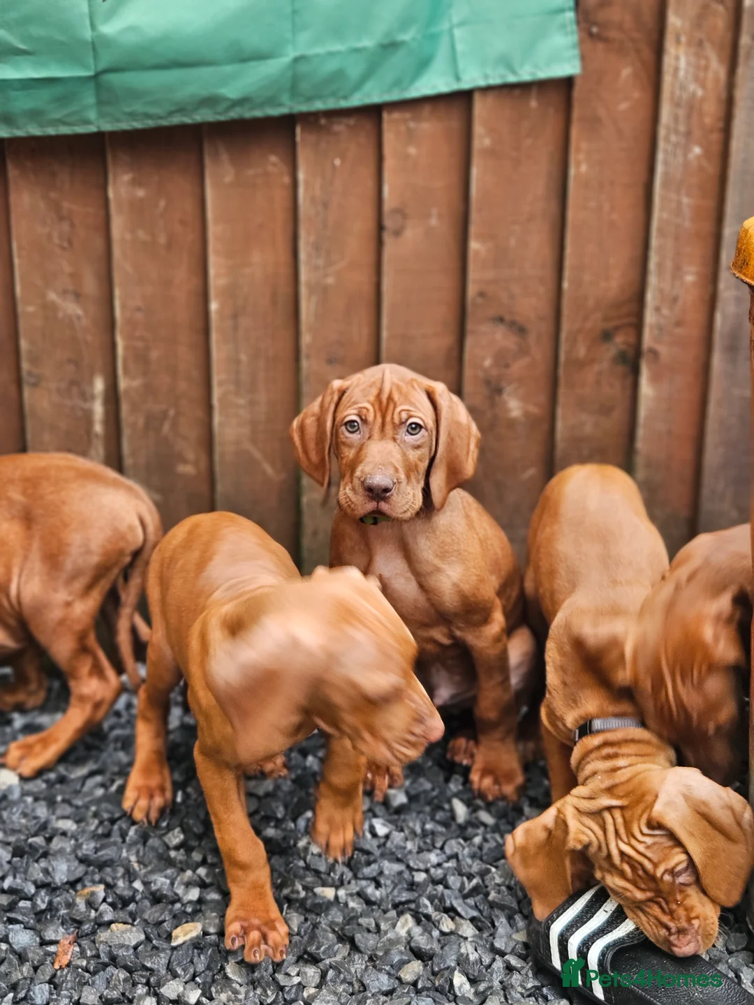 Hungarian Vizsla dogs for sale: 🏆🇭🇺 KC Registered fully trained HungarianVizsla - Advert 38