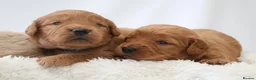 Mini Goldendoodle dogs for sale: F1 Miniature Goldendoodle’s - Advert 9
