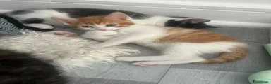 Domestic Shorthair -  Ginger 