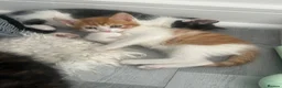 Domestic Shorthair cats for sale: 8 week kittens x 5 mixed, ginger, tortoiseshell  in Spalding - Advert 2