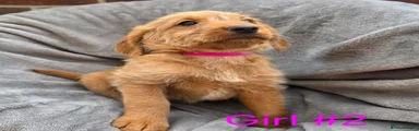 Labradoodle 5