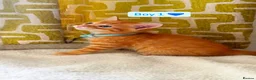 Mixed Breed cats for sale: Beautiful kittens looking for loving homes 🐾❤️ - Advert 10