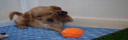 Golden Retriever dogs for sale: KC reg working golden retriever boys  - Advert 18