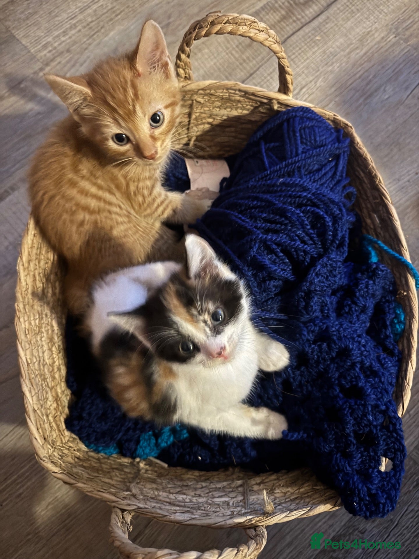 Mixed Breed cats for sale: Two well socialised kittens  - Advert 12