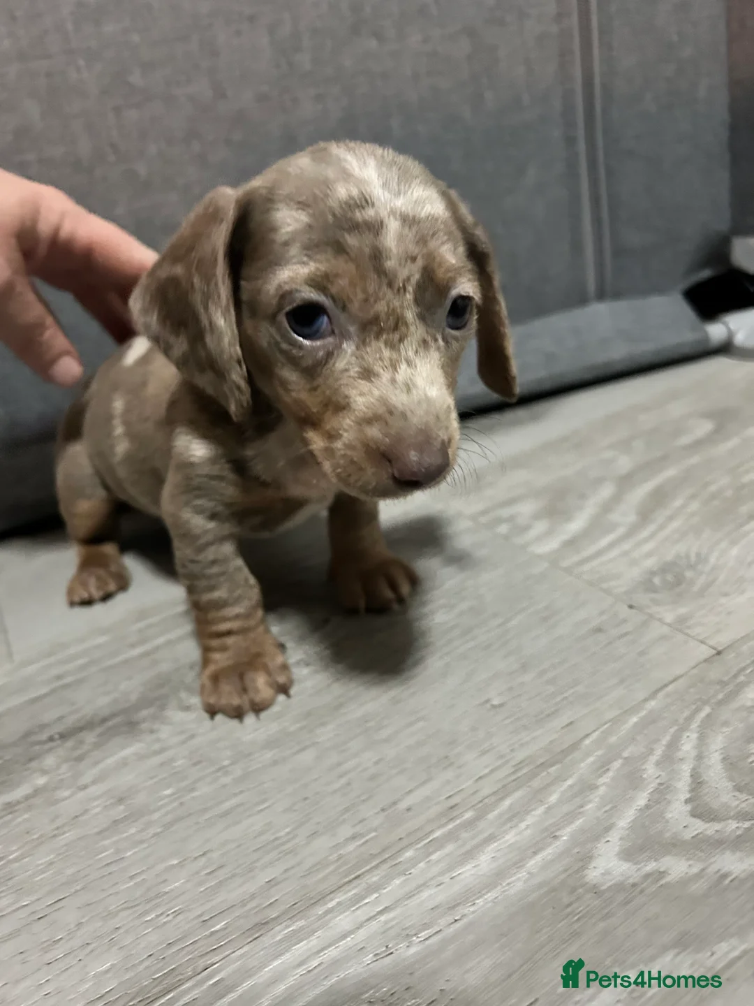 Miniature Dachshund dogs for sale: Miniature dachshunds  - Advert 5