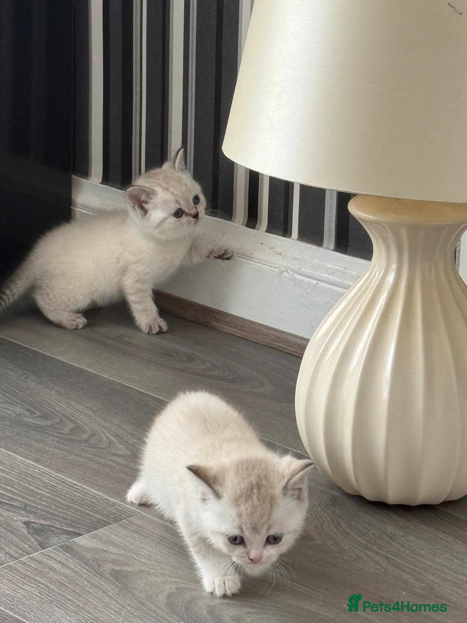 British Shorthair cats for sale: British Shorthair kittens - Advert 12