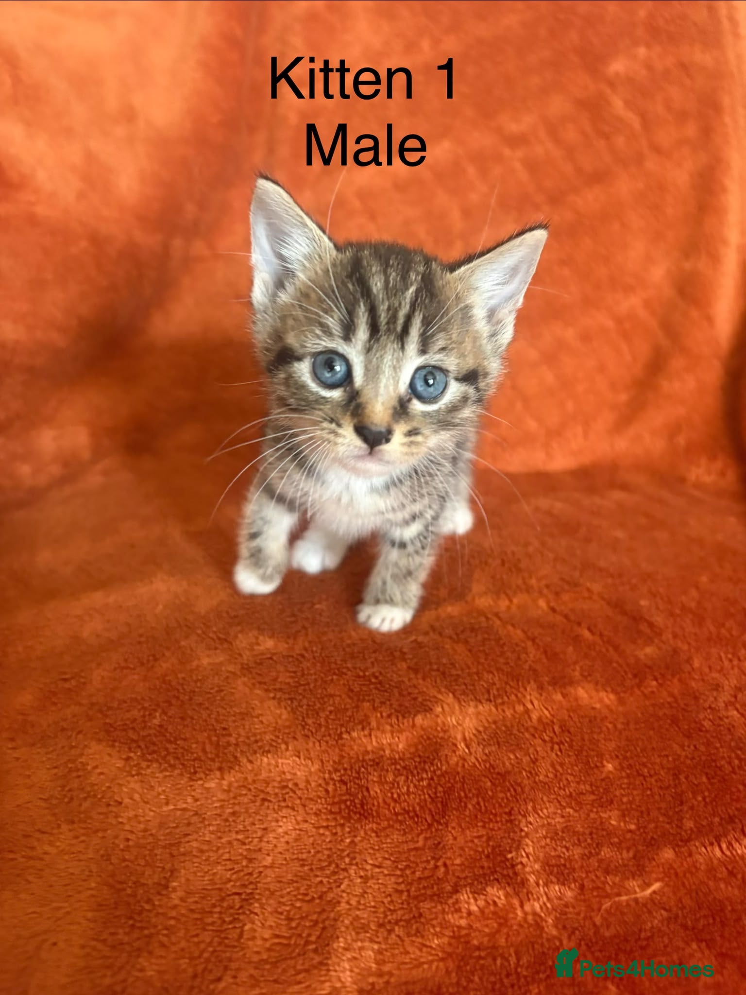 Mixed Breed cats Beautiful kittens  - Advert 17