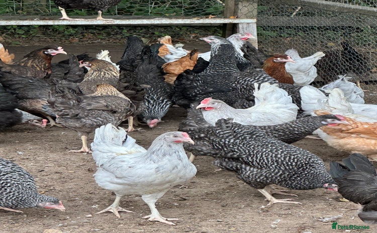 Chickens poultry - Advert 7