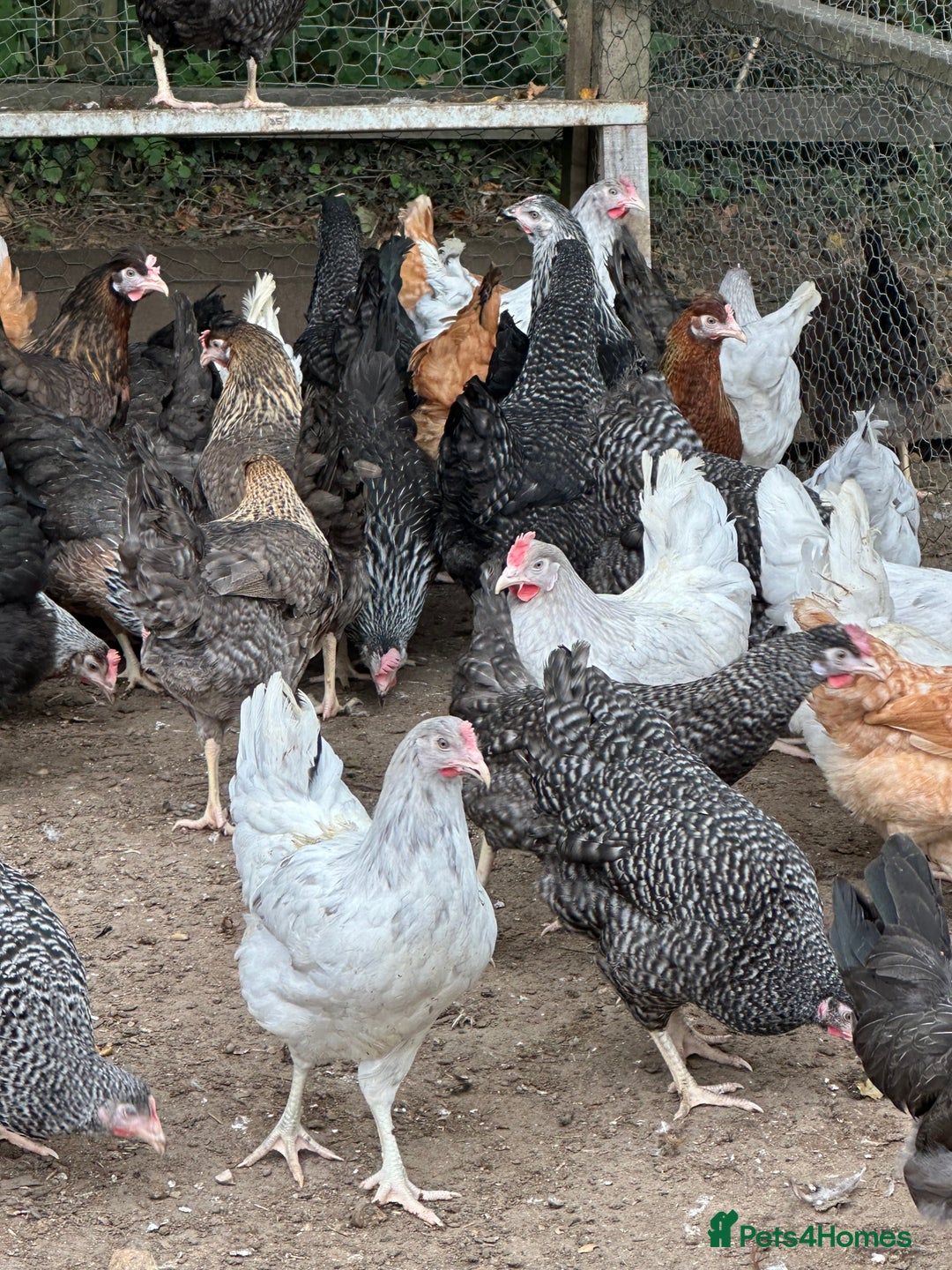 Chickens poultry for sale: Hybrids pure breeds point of lay hens chickens - Image 1