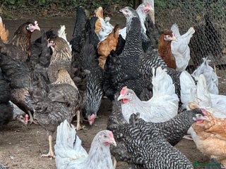 Chickens poultry - Advert 5