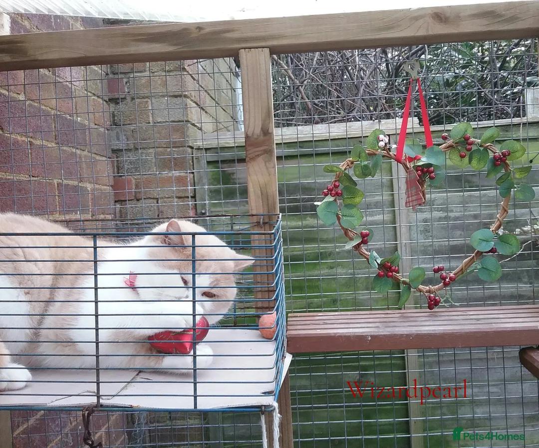 British Shorthair cats for stud: GCCF/TICA proven cream and white bicolour stud  in London - Advert 8