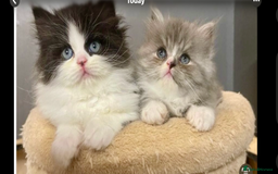 Persian cats for sale: Gorgeous Persian female  - Image 3