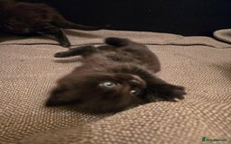 Maine Coon cats for sale: GCCF Maine Coon kittens  - Advert 21